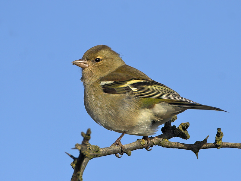 Female chaffinch - not taken today - far too grey and murky for photos