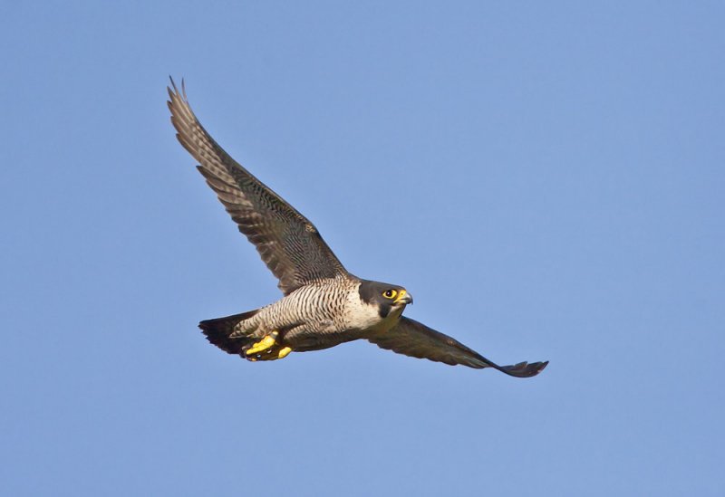 The peregrine pair were back hunting over Crail today - this is an adult female
