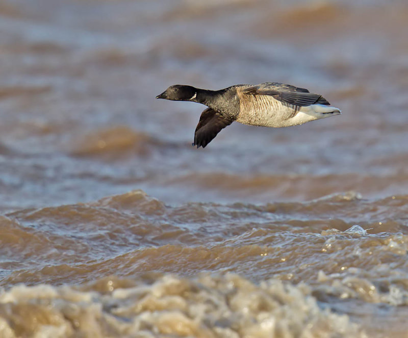 A proper photo of a brent goose - this one from the Eden estuary, last week but the one in Roome Bay is just like this