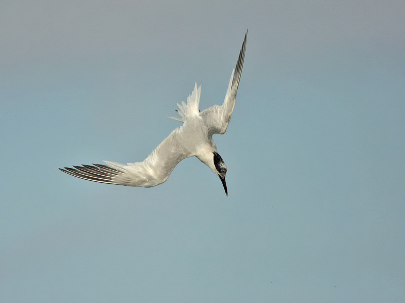The first sandwich tern of the year flew past Crail this morning