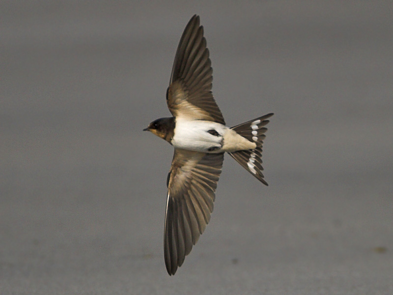 A barn swallow also now on its way to Africa. Flocks were passing over Crail all weekend.