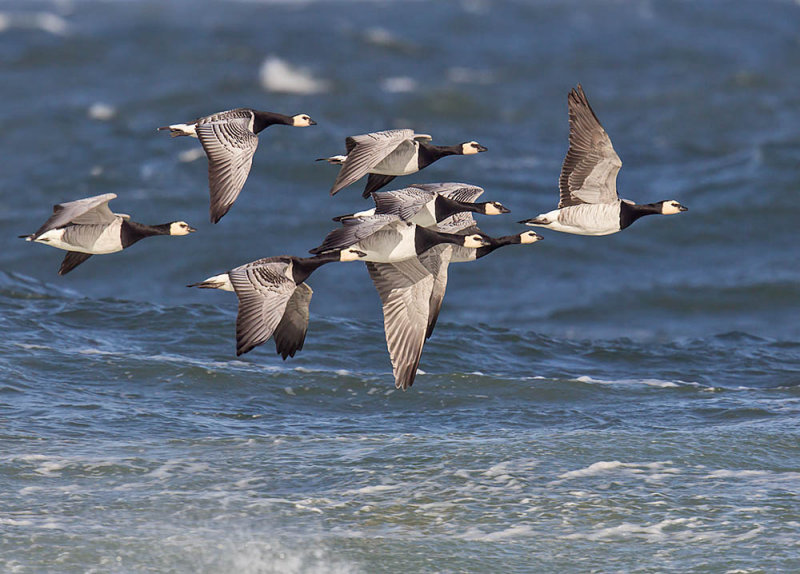 Barnacle Geese passing Fife Ness yesterday - one of John's best ever photos