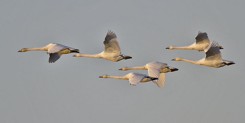 Whooper swans - again past Crail today