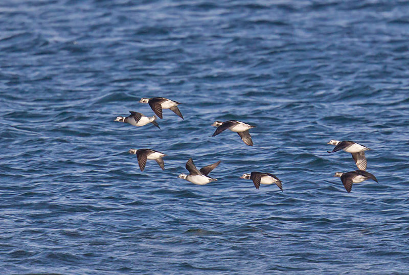 Long-tailed ducks back at Balcomie for the winter