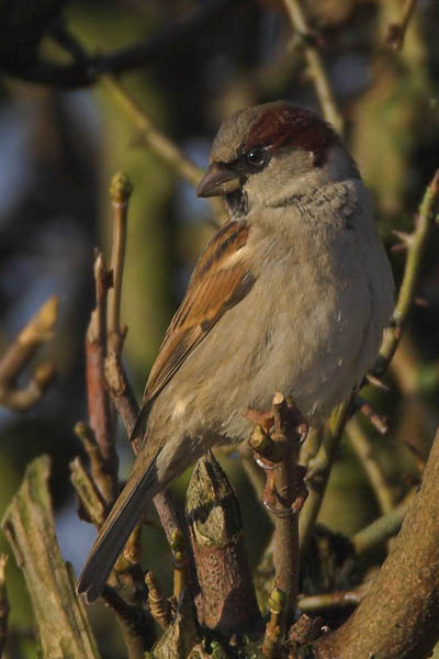 A winter male house sparrow with time on his hands