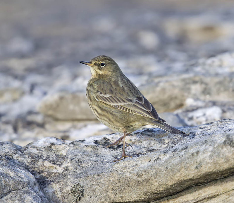 Rock pipit - always down at the harbour, feeding, breeding and even roosting