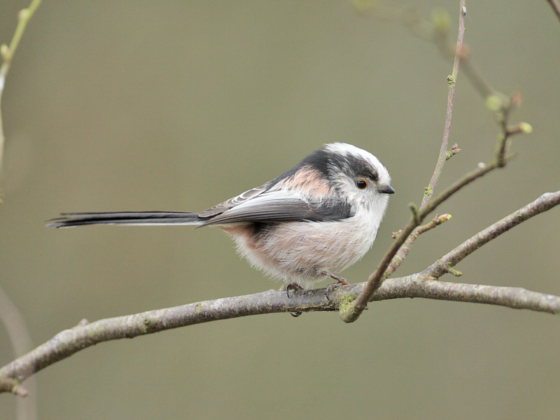 Long-tailed tit - we only get a flock in Crail every other year or so because we are effectively an isolated island to a real forest species 