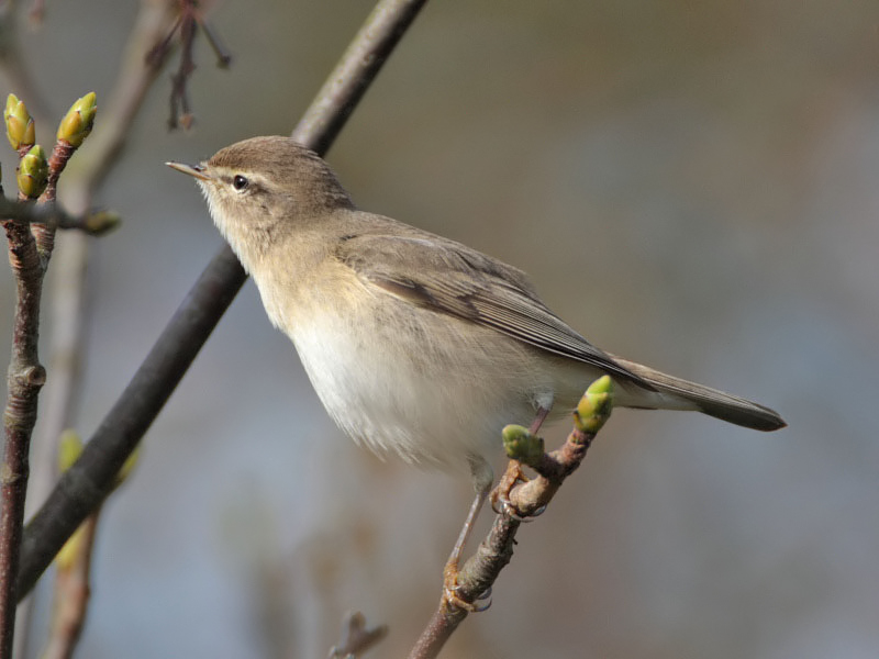 Willow warblers back in Crail this weekend