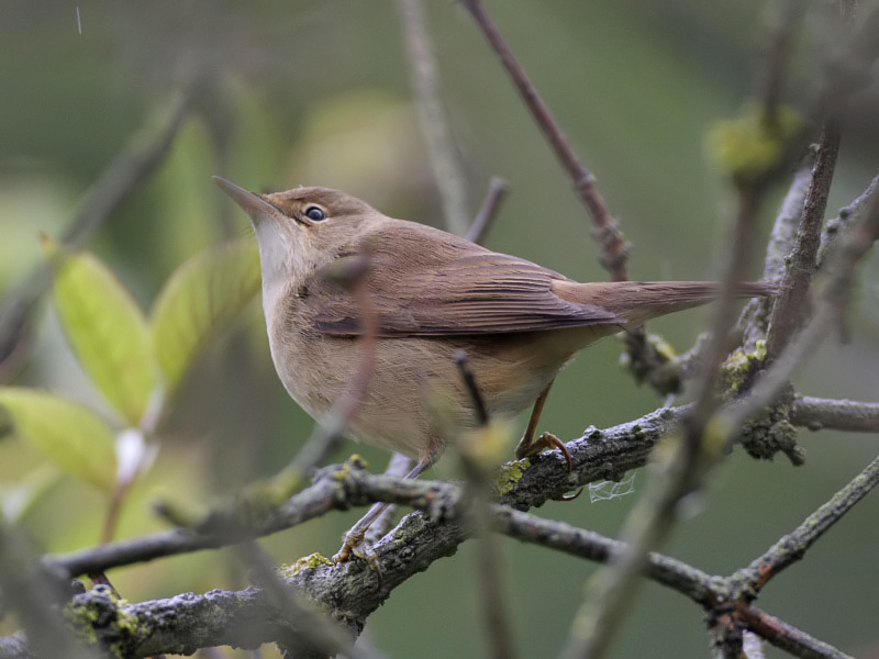 A reed warbler but this could have been the marsh warbler tonight, except much less visible...