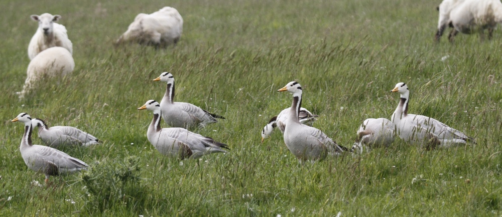 Bar-headed geese at Caiple this afternoon - sadly rather unlikely to be from Mongolia, but I wasn't able to give them the bread test to make sure. Thanks to Jaqui Herrington for sending me the photo.