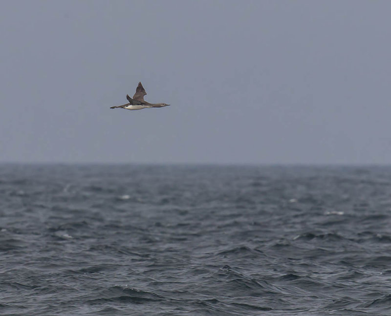 Red-throated diver passing Crail