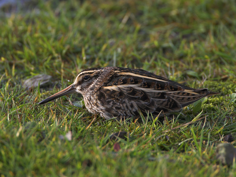A jack snipe from John's collection - freezing on short turf is not the best use of its "you haven't noticed me strategy"