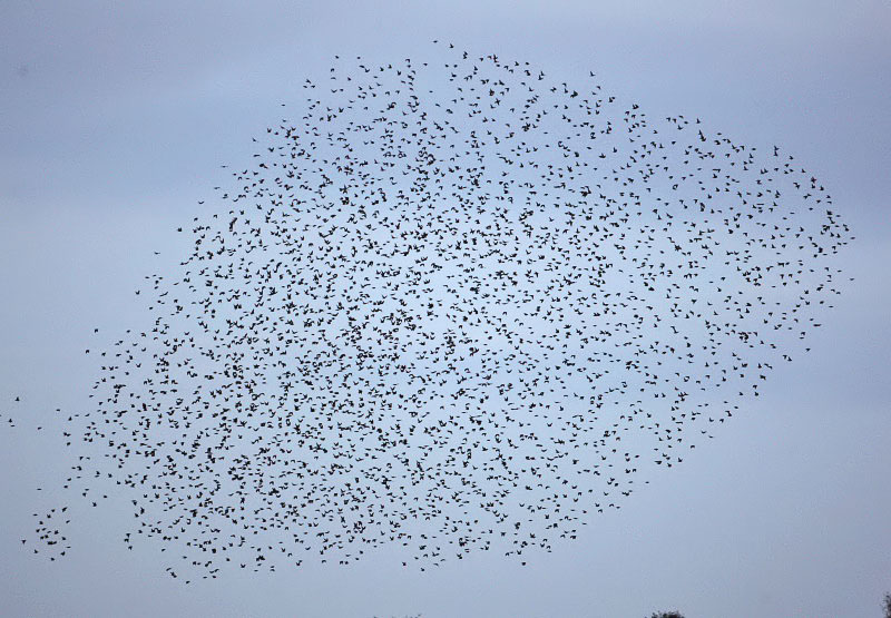 A murmuration of starlings going to roost