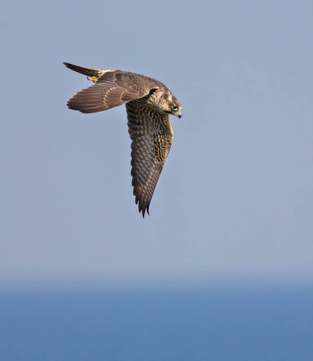 Peregrine about to stoop (this one is a first winter bird)