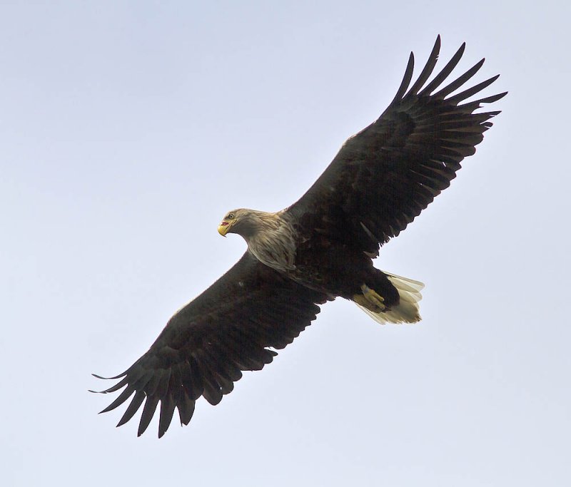 An adult white-tailed eagle on the West coast