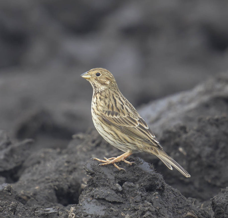 The corn buntings are back