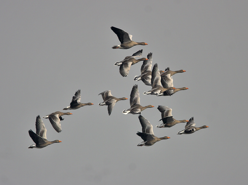 Greylag geese on their way back north