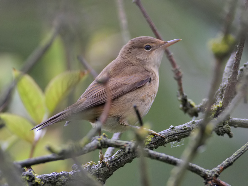 Reed warbler - bird species number 217 on the Crail list