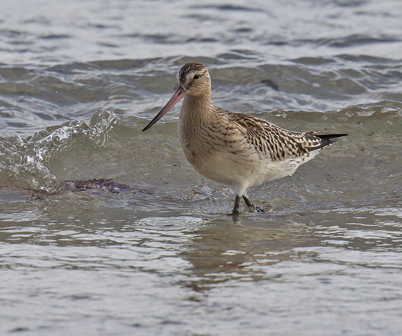 A lovely bar-tailed godwit at Balcomie to keep us all cheerful during the quiet spell  