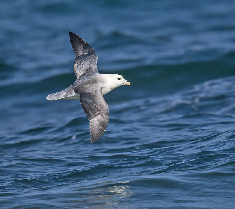Fulmar - just as much a passage migrant past Crail as the manx shearwater