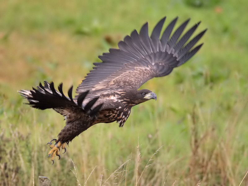 A young white-tailed eagle