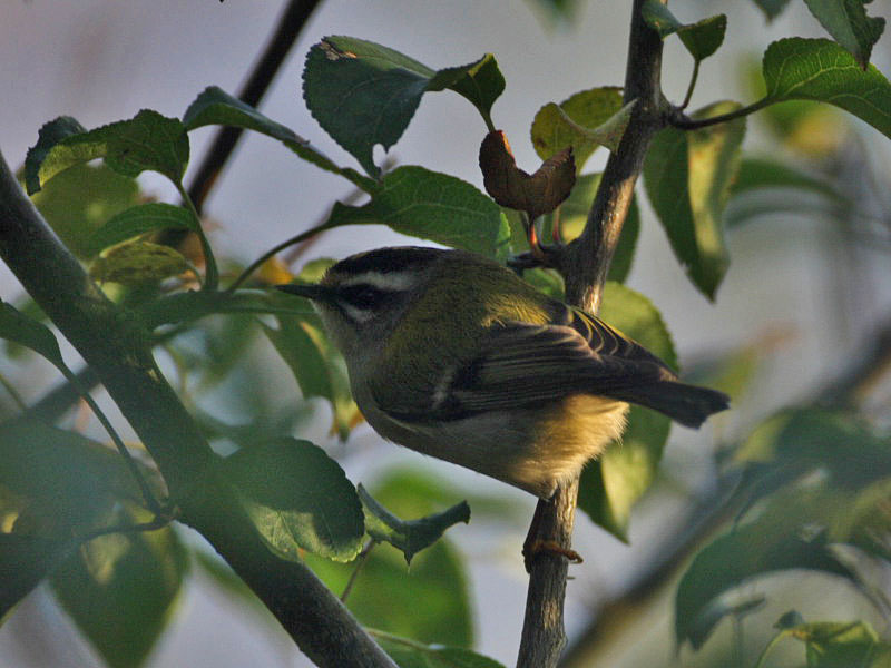 A firecrest - John would call this a record shot but it captures well the glimpses I had today through the rain