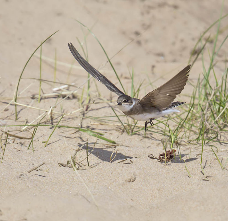 Sand martin on Balcomie Beach two years ago - they are an early migrant, but even so a bit early for nest building. Nice photo though of this subtle swallow