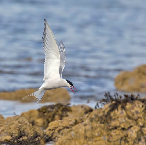 Common tern - wings in middle, dirty wing and red bill with black tip
