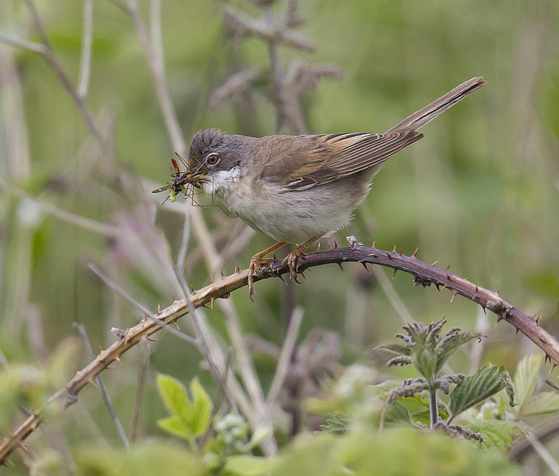 Male common whitethroat busy feeding a brood just about to fledge