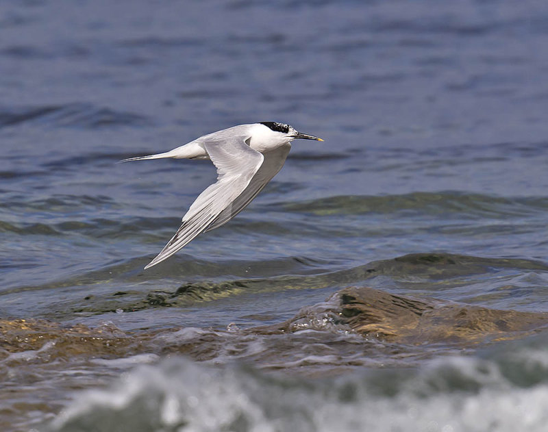 A moulting sandwich tern - hundreds spend August around Kingsbarns and Fife Ness