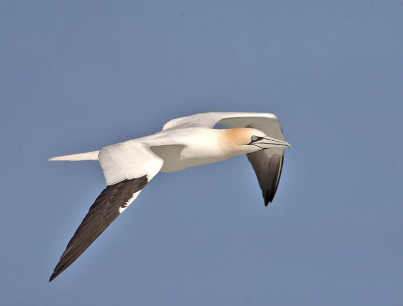 Gannet on the look out