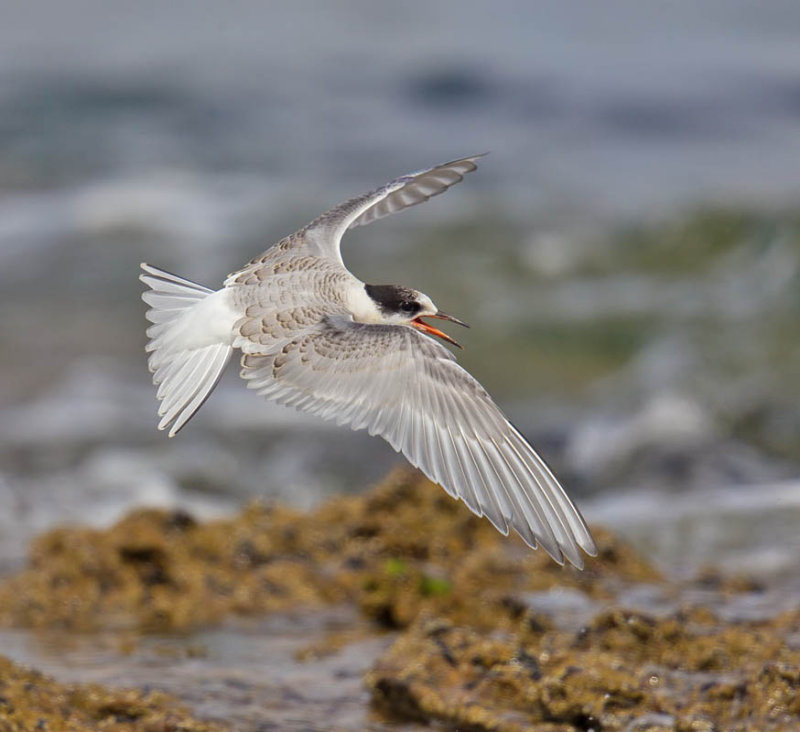 Juvenile arctic tern