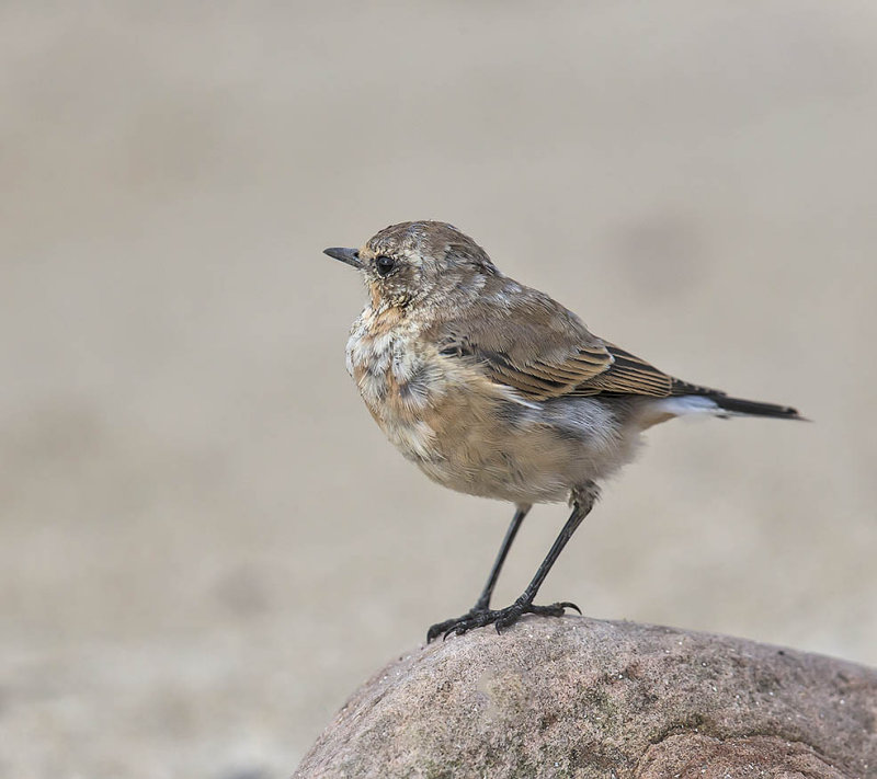 Juvenile wheatear (this one at Balcomie but a migrant from mid this week at least)