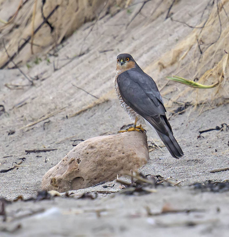 A beautiful blue male sparrowhawk hunting along the coast near Crail. Once it perches out on the rocky shore it effectively disappears and it can wait to launch the perfect surprise attack 