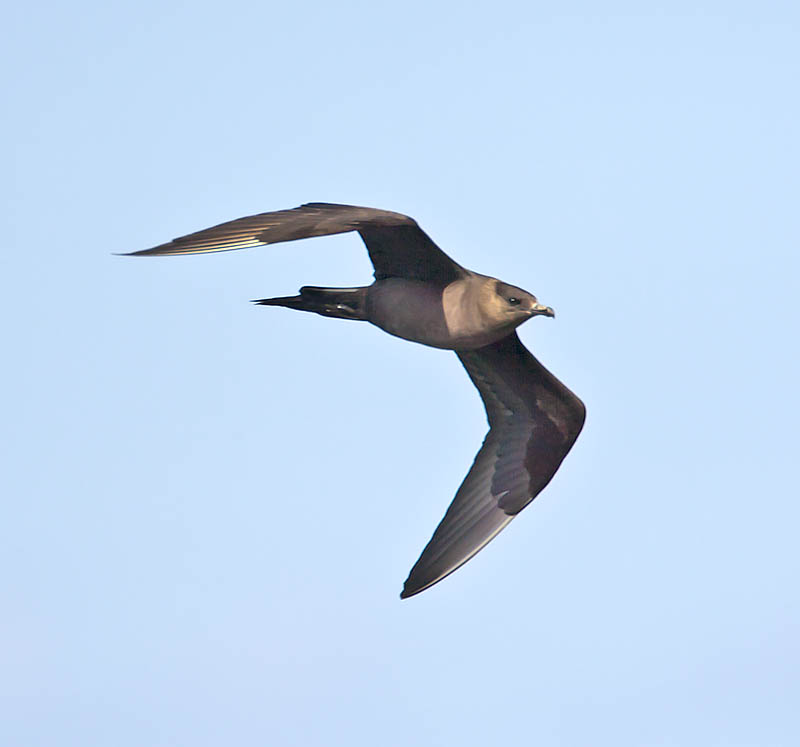 An obvious arctic skua - but well out to sea, shooting past in a strong wind...