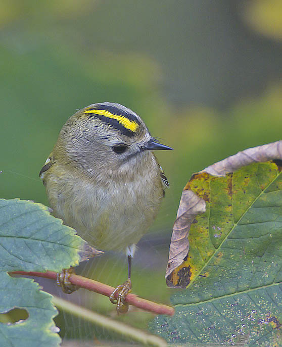 Goldcrest - our smallest bird, dwarfed by a sycamore leaf