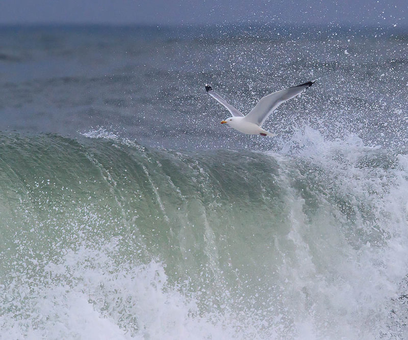 Herring gull above the swell 