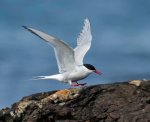 arctic tern 2
